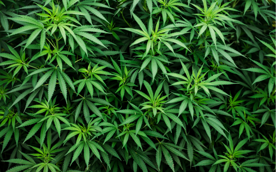 Legalized Marijuana in NY FAQs